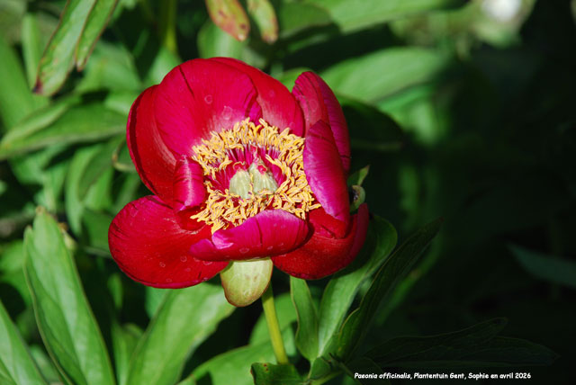 Paeonia officinalis