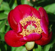 Paeonia officinalis