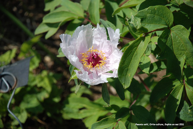 Paeonia ostii