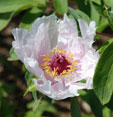 Paeonia ostii