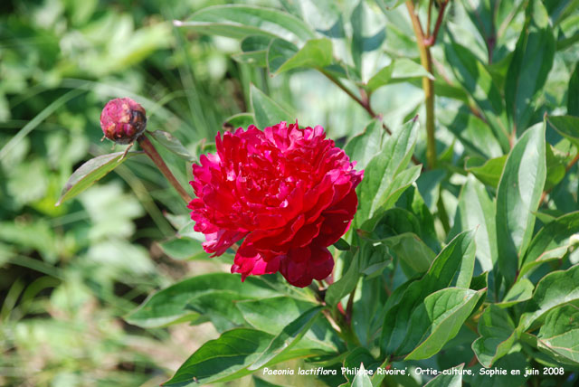 Paeonia lactiflora 'Philippe Rivoire'