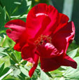 abelia
