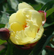 Paeonia 'Sequestered Sunshine