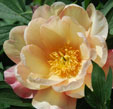 Paeonia 'Sequestered Sunshine