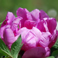 Paeonia 'Sonoma Amethyst