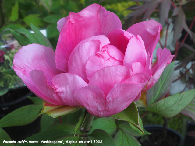 Paeonia suffruticosa 'Yoshinogawa'