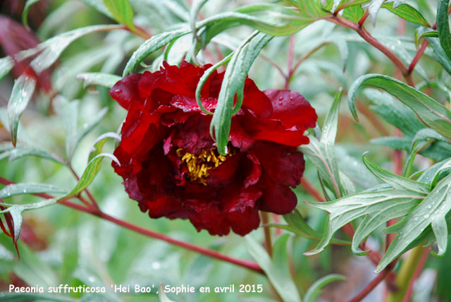 Paeonia 'Hei Bao'