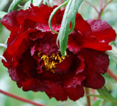 Paeonia suffruticosa 'Hei Bao'