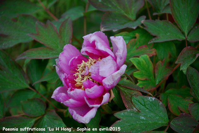 Paeonia suffruticosa 'Lu He Hong'