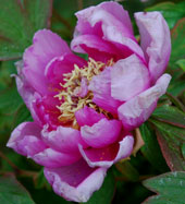 Paeonia suffruticosa 'Lu He Hong'