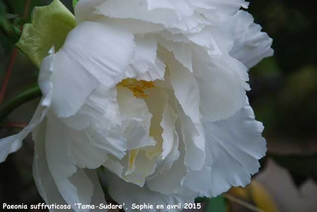 Paeonia suffruticosa 'Tama Sudare'