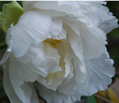 'Tama-Sudare'