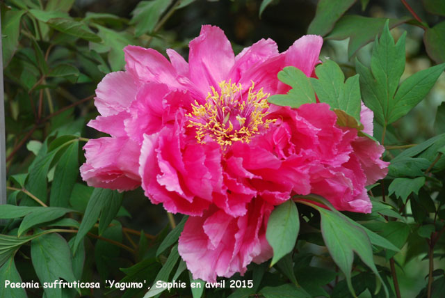 Paeonia suffruticosa 'Yagumo'