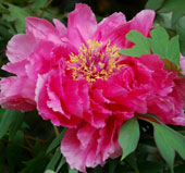 Paeonia suffruticosa 'Yagumo'