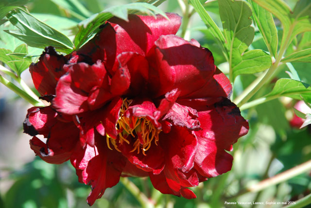 Paeonia 'Vesuvian'