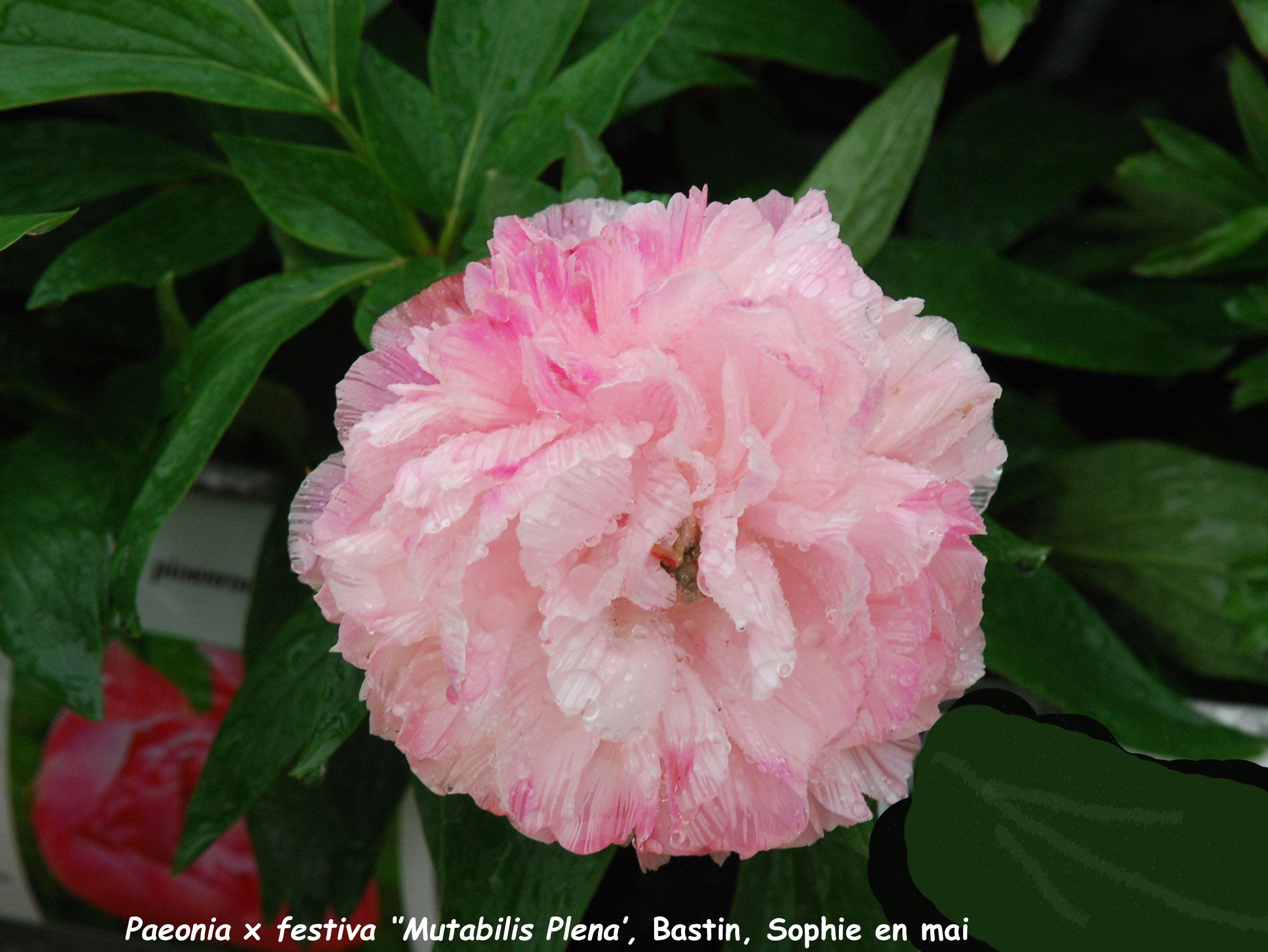 Paeonia x festiva 'Mutabilis Plena'