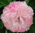 Paeonia x festiva 'Mutabilis Plena'