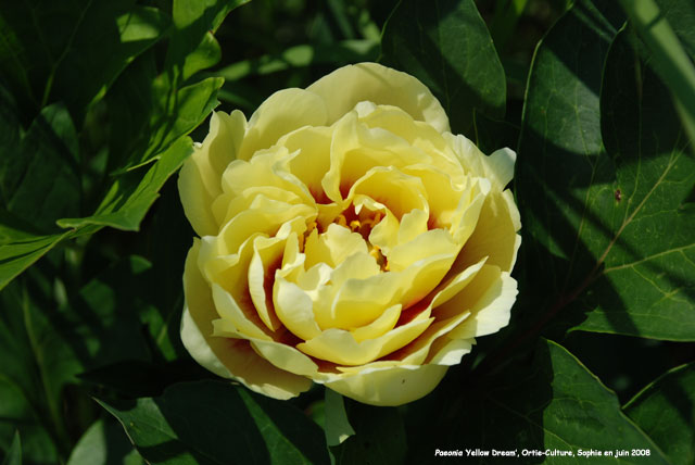 Paeonia 'Yellow Dream'
