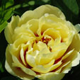 Paeonia 'Sonoma Amethyst