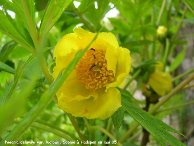 Paeonia delavayi var. ludlowii