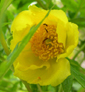 Paeonia delavayi var. ludlowii