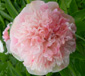 Paeonia officinalis 'Lize Van Veen'