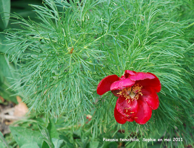 Paeonia tenuifolia