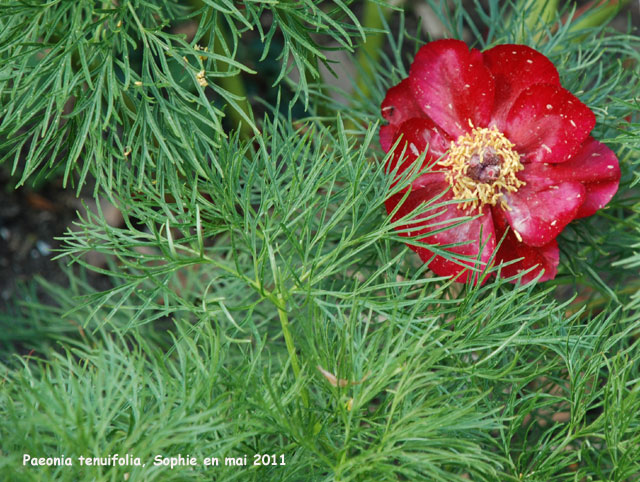 Paeonia tenuifolia