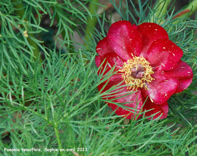 Paeonia tenuifolia