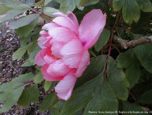 Paeonia 'King George II'