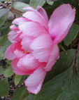 paeonia 'King George II'