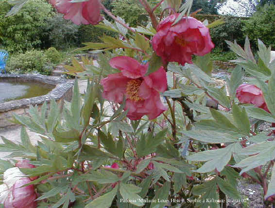 Paeonia 'Madame Louis Henry''