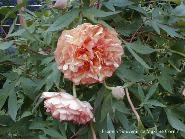 Paeonia 'Souvenir de Maxime Cornu'