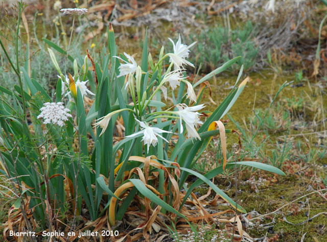 Pancratium maritimum