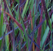 Panicum virgatum 'Cheyenne Sky'