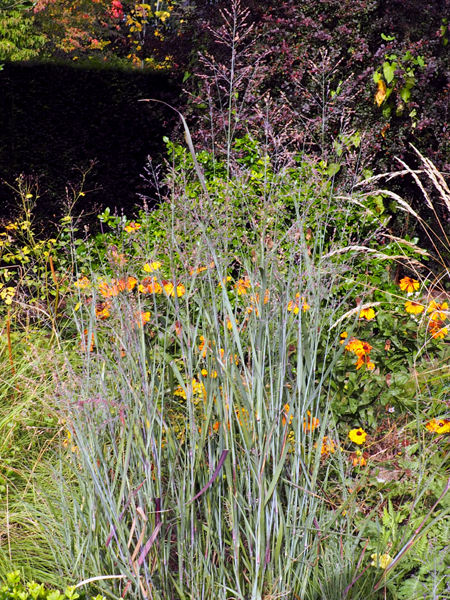 Panicum virgatum 'Heavy Metal'