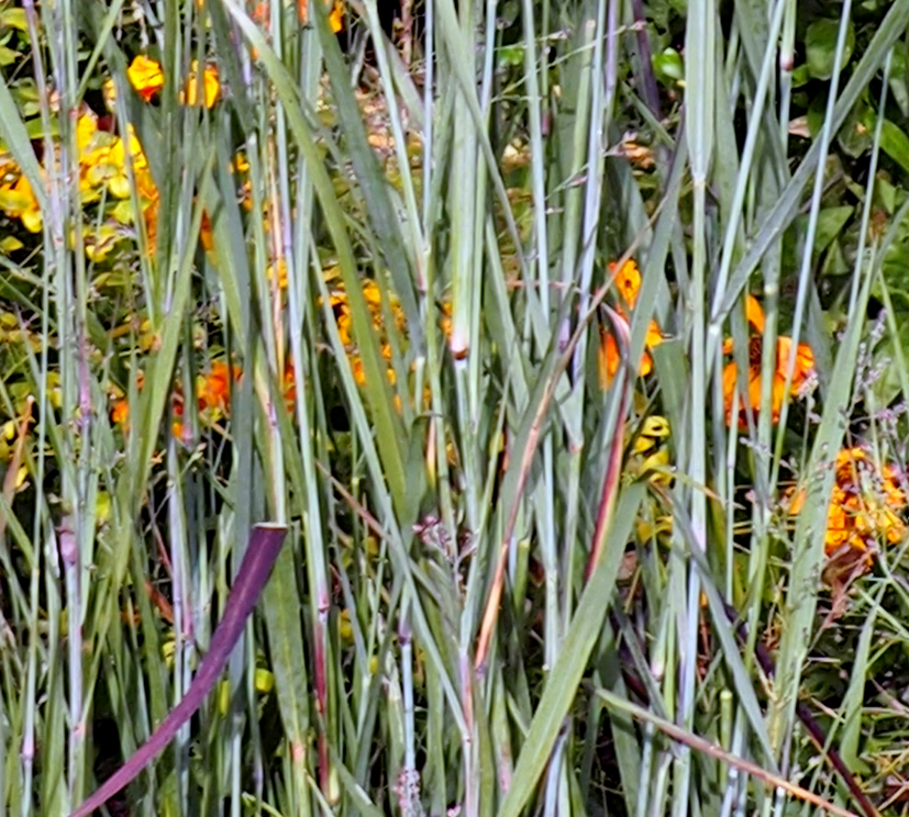 Panicum virgatum 'Heavy Metal'