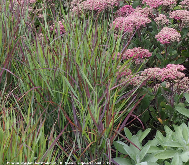 Panicum virgatum 'Rotstrahlbusch'