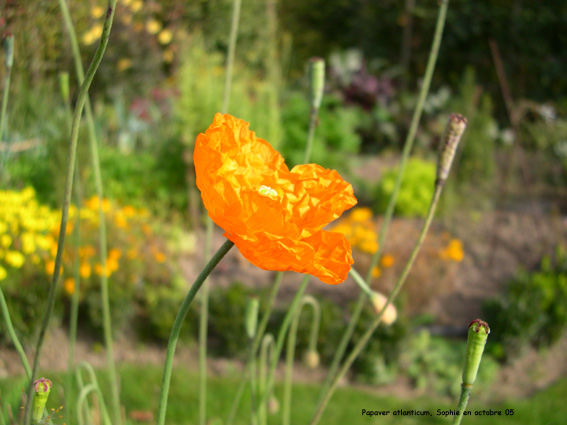 Papaver atlanticum