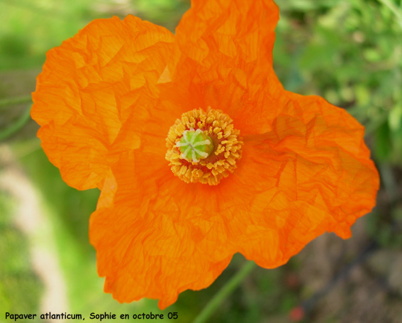 Papaver atlanticum