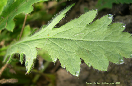 Papaver atlanticum