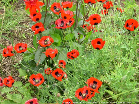 Papaver commutatum 'Lady Bird'