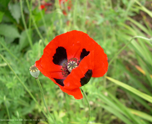 Papaver commutatum 'Lady Bird'