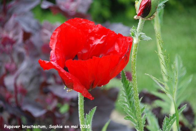 Papaver bracteatum