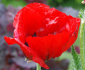 Papaver bracteatum