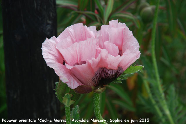 Papaver orientale 'Cedric Morris'