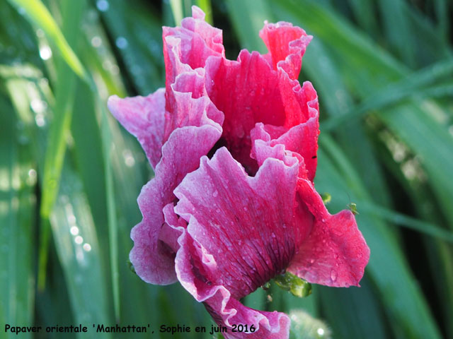 Papaver orientale 'Manhattan'