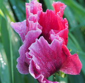Papaver orientale 'Manhattan'