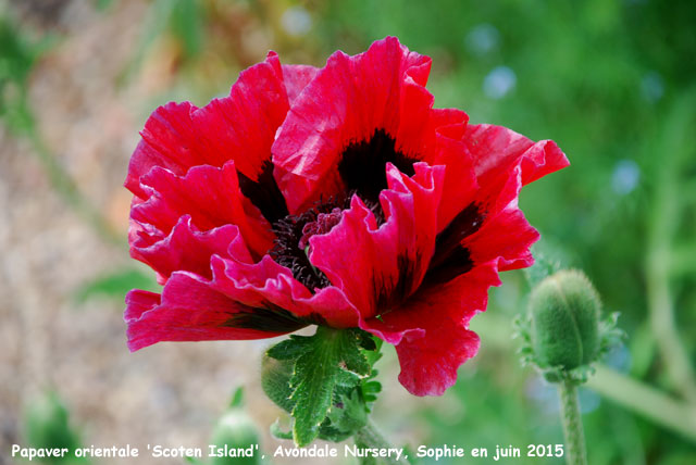 Papaver orientale 'Staten Island'