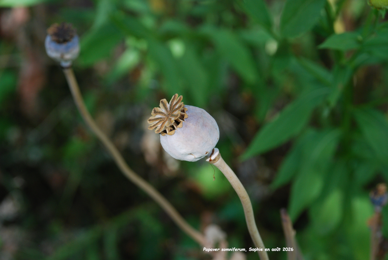 Papaver somniferum